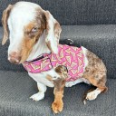 Easyfit Dog Harness - Size M